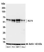 KLF4 Antibody in Western Blot (WB)