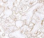 Thrombomodulin Antibody in Immunohistochemistry (Paraffin) (IHC (P))