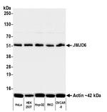 JMJD6 Antibody in Western Blot (WB)