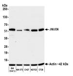 JMJD6 Antibody in Western Blot (WB)