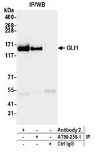 GLI1 Antibody in Immunoprecipitation (IP)