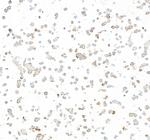 LOX-1 Antibody in Immunocytochemistry (ICC/IF)