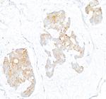 LOX-1 Antibody in Immunohistochemistry (Paraffin) (IHC (P))