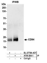 CD94 Antibody in Immunoprecipitation (IP)