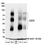 CD70 Antibody in Western Blot (WB)