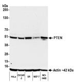 PTEN Antibody in Western Blot (WB)