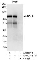 B7-H6 Antibody in Immunoprecipitation (IP)