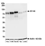 B7-H6 Antibody in Western Blot (WB)