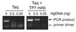 Taq Polymerase Antibody in Functional Assay (FN)