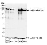 ARID1A/BAF250 Antibody in Western Blot (WB)