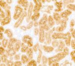 DPP4/CD26 Antibody in Immunohistochemistry (Paraffin) (IHC (P))