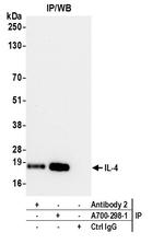 IL-4 Antibody in Immunoprecipitation (IP)