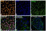 Rat IgG (H+L) Highly Cross-Adsorbed Secondary Antibody in Immunocytochemistry (ICC/IF)