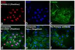 Rat IgG (H+L) Highly Cross-Adsorbed Secondary Antibody in Immunocytochemistry (ICC/IF)