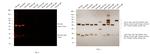 Rat IgG (H+L) Highly Cross-Adsorbed Secondary Antibody in Western Blot (WB)