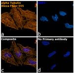 Rat IgG (H+L) Highly Cross-Adsorbed Secondary Antibody in Immunocytochemistry (ICC/IF)