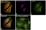 Rat IgG (H+L) Highly Cross-Adsorbed Secondary Antibody in Immunocytochemistry (ICC/IF)