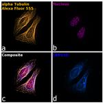 Rat IgG (H+L) Highly Cross-Adsorbed Secondary Antibody in Immunocytochemistry (ICC/IF)