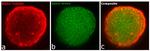 Rat IgG (H+L) Highly Cross-Adsorbed Secondary Antibody in Immunocytochemistry (ICC/IF)