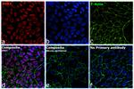 Rat IgG (H+L) Highly Cross-Adsorbed Secondary Antibody in Immunocytochemistry (ICC/IF)