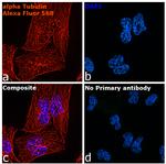 Rat IgG (H+L) Highly Cross-Adsorbed Secondary Antibody in Immunocytochemistry (ICC/IF)