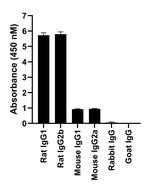 Rat IgG (H+L) Highly Cross-Adsorbed Secondary Antibody