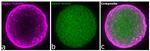 Rat IgG (H+L) Highly Cross-Adsorbed Secondary Antibody in Immunocytochemistry (ICC/IF)