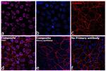 Rat IgG (H+L) Highly Cross-Adsorbed Secondary Antibody in Immunocytochemistry (ICC/IF)