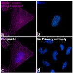 Rat IgG (H+L) Highly Cross-Adsorbed Secondary Antibody in Immunocytochemistry (ICC/IF)