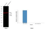 Chicken IgY (H+L) Highly Cross Adsorbed Secondary Antibody