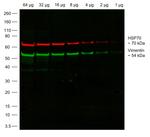 Chicken IgY (H+L) Highly Cross Adsorbed Secondary Antibody in Western Blot (WB)