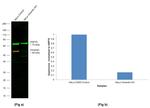 Chicken IgY (H+L) Highly Cross Adsorbed Secondary Antibody