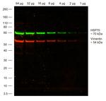 Chicken IgY (H+L) Highly Cross Adsorbed Secondary Antibody in Western Blot (WB)