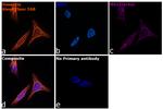 Chicken IgY (H+L) Highly Cross Adsorbed Secondary Antibody in Immunocytochemistry (ICC/IF)