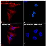 Chicken IgY (H+L) Highly Cross Adsorbed Secondary Antibody in Immunocytochemistry (ICC/IF)