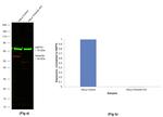 Chicken IgY (H+L) Highly Cross Adsorbed Secondary Antibody