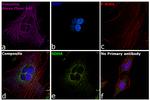 Chicken IgY (H+L) Highly Cross Adsorbed Secondary Antibody in Immunocytochemistry (ICC/IF)