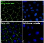 Rabbit IgG Fc, Cross-Adsorbed Secondary Antibody in Immunocytochemistry (ICC/IF)