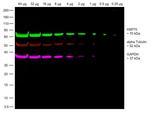 Rabbit IgG Fc, Cross-Adsorbed Secondary Antibody in Western Blot (WB)