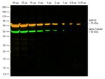 Rabbit IgG Fc, Cross-Adsorbed Secondary Antibody in Western Blot (WB)