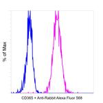 Rabbit IgG Fc, Cross-Adsorbed Secondary Antibody in Flow Cytometry (Flow)