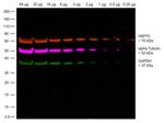 Rabbit IgG Fc, Cross-Adsorbed Secondary Antibody in Western Blot (WB)