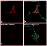 Rabbit IgG Fc, Cross-Adsorbed Secondary Antibody in Immunocytochemistry (ICC/IF)