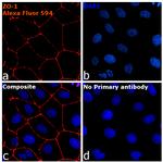 Rabbit IgG Fc, Cross-Adsorbed Secondary Antibody in Immunocytochemistry (ICC/IF)