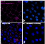 Rabbit IgG Fc, Cross-Adsorbed Secondary Antibody in Immunocytochemistry (ICC/IF)