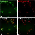 Syrian Hamster IgG (H+L) Highly Cross-Adsorbed Secondary Antibody in Immunocytochemistry (ICC/IF)