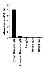 Syrian Hamster IgG (H+L) Highly Cross-Adsorbed Secondary Antibody