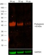 Syrian Hamster IgG (H+L) Highly Cross-Adsorbed Secondary Antibody in Western Blot (WB)