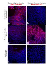 Syrian Hamster IgG (H+L) Highly Cross-Adsorbed Secondary Antibody