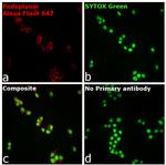 Syrian Hamster IgG (H+L) Highly Cross-Adsorbed Secondary Antibody in Immunocytochemistry (ICC/IF)